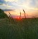 Foto: Untergehende Sonne hinter einem Weizenfeld mit Klatschmohn.
